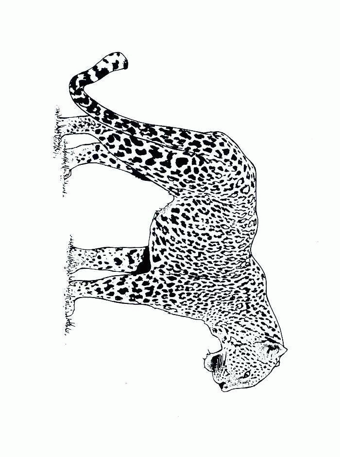 Gepard