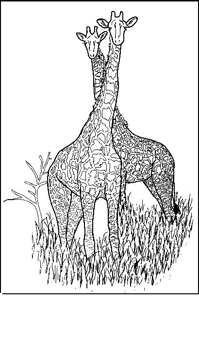 Giraffe ausmalbilder