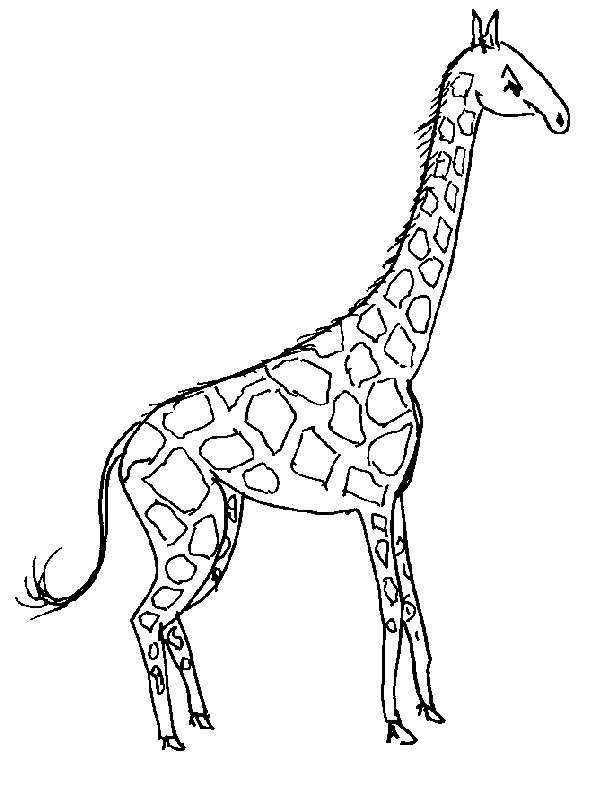 Giraffe ausmalbilder