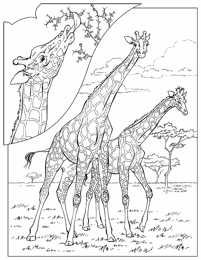 Giraffe ausmalbilder
