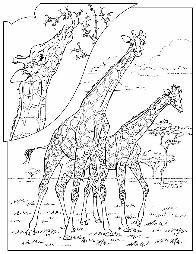 Giraffe