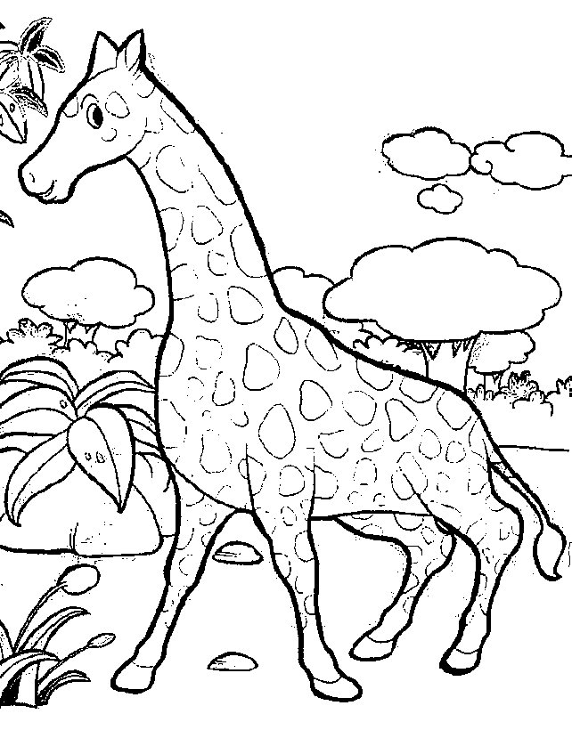 Giraffe