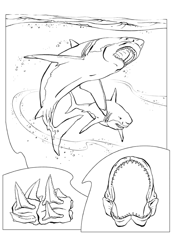 Haie ausmalbilder