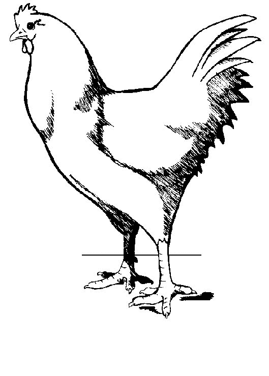 Huhn ausmalbilder