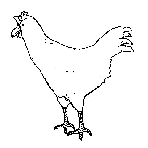 Huhn ausmalbilder