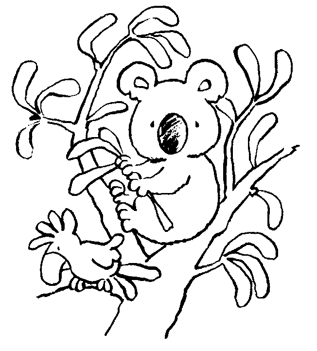 Koala