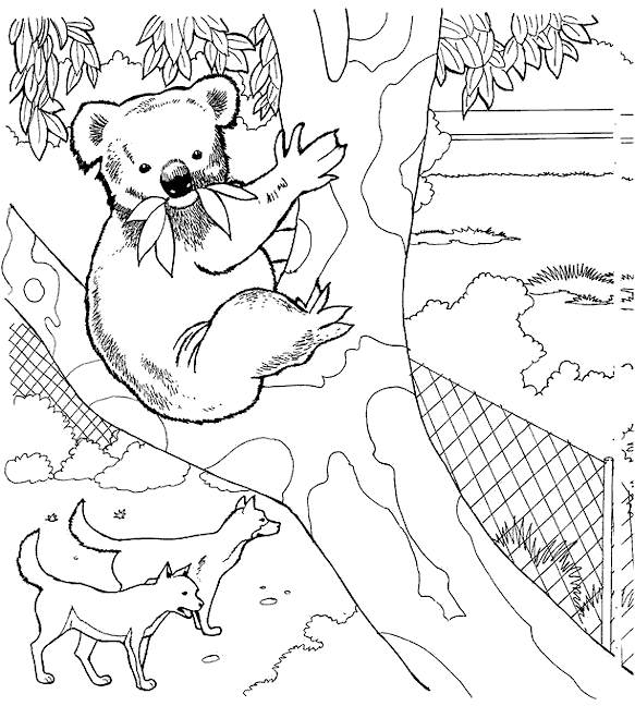 Koala ausmalbilder