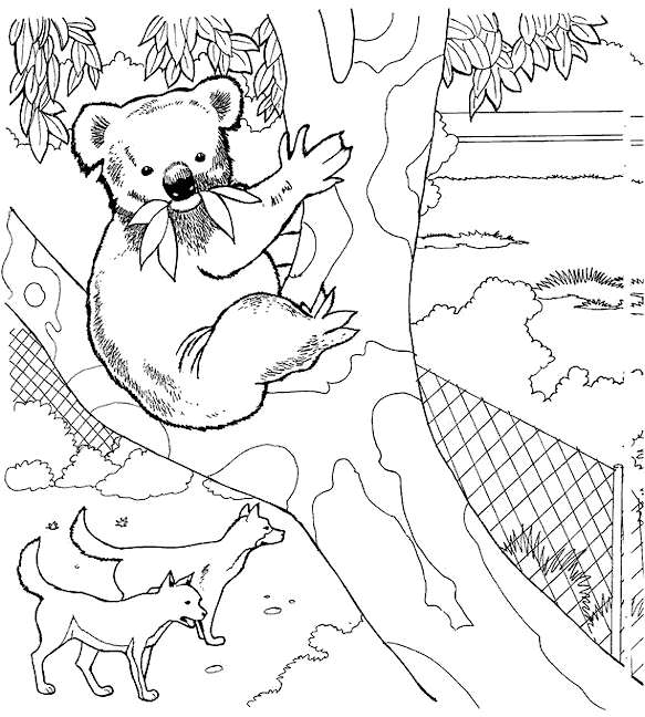 Koala