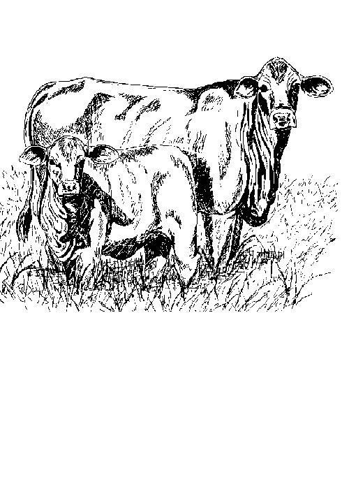 Kuh ausmalbilder