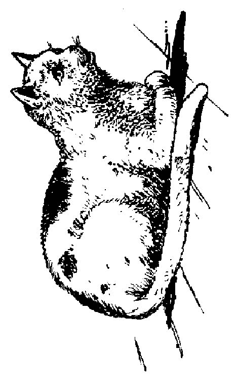 Muschi katzen ausmalbilder