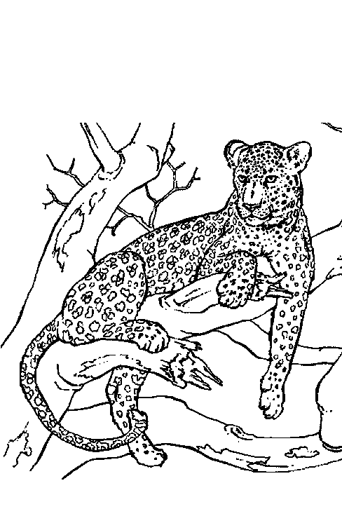 Panther ausmalbilder