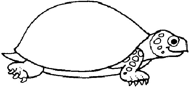 Schildkrote