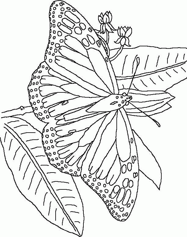 Schmetterling ausmalbilder