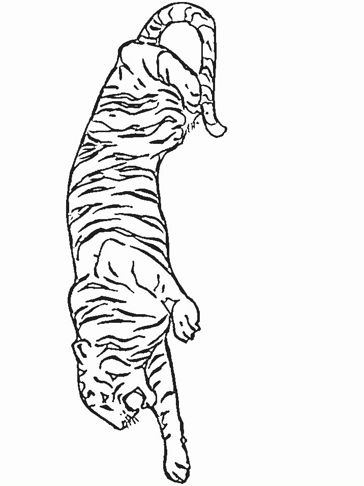 Tiger ausmalbilder