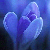 Blumen und natur avatare