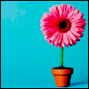 Blumen avatare