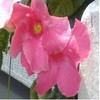 Blumen