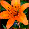 Blumen avatare