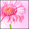 Blumen avatare