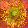 Blumen avatare