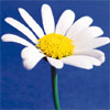 Blumen
