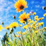 Blumen avatare