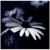 Blumen avatare