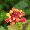 Blumen avatare