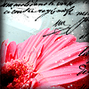 Blumen avatare
