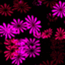 Blumen avatare