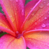 Blumen avatare