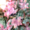 Blumen avatare