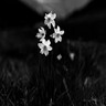 Blumen