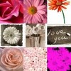 Blumen avatare