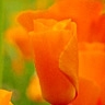 Blumen avatare