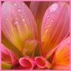 Blumen avatare