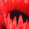 Blumen avatare