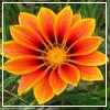 Blumen avatare