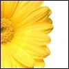 Blumen avatare