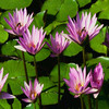 Blumen avatare