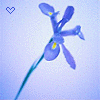 Blumen avatare