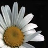Blumen avatare