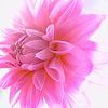 Blumen avatare