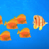 Fische avatare