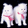 Katzen avatare