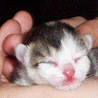 Katzen avatare