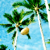 Palmen avatare