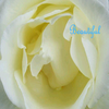 Rosen avatare