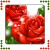 Rosen avatare