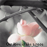 Rosen avatare
